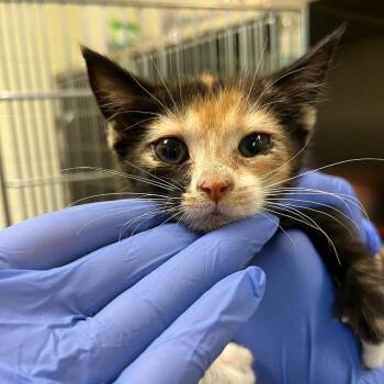 Kelly Pannek -  Domestic Short Hair Cat Available for Adoption in Charlottesville, Virginia - Kelly Pannek | PetCurious