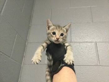Domestic Short Hair Cats Available for Adoption in Thousand Palms, California - MIMI | PetCurious