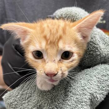 Viper -  Domestic Short Hair Cat for Adoption in Lufkin, Texas - Viper | PetCurious