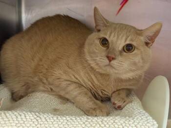 Butter -  Domestic Short Hair Cat for Adoption in New York, New York - Butter | PetCurious