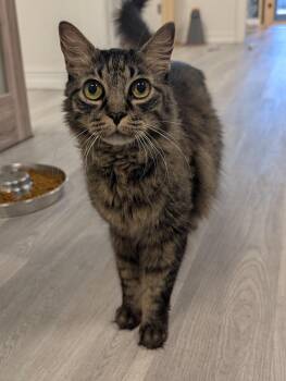 Domestic Long Hair Cats Available for Adoption in Palm Harbor, Florida - Bosch | PetCurious