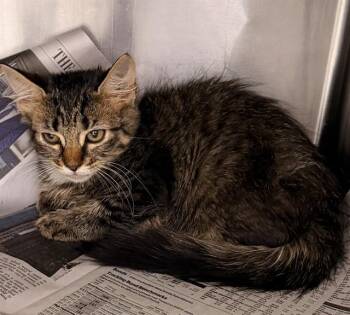 MS. PURRTY -  Domestic Short Hair Cat for Adoption in Jacksonville, Florida - MS. PURRTY | PetCurious