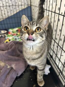 Rescue Domestic Short Hair and Tiger Cats for Adoption - Root Beer | PetCurious