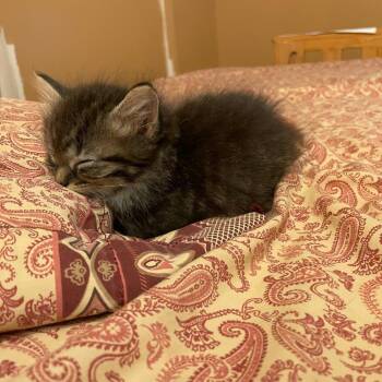 Piper -  Domestic Medium Hair Cat for Adoption in Harrisonburg, Virginia - Piper | PetCurious