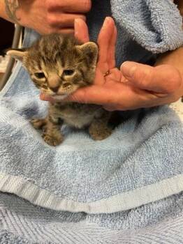 Domestic Short Hair Cats Available for Adoption in Gainesville, Florida - Kat | PetCurious