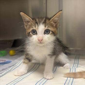 Poe Dameron -  Domestic Short Hair Cat for Adoption in Milton, Florida - Poe Dameron | PetCurious