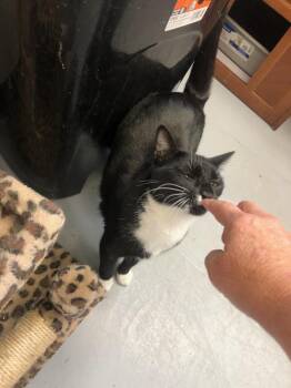 Winnie 5131 -  Domestic Short Hair Cat for Adoption in Dallas, Texas - Winnie 5131 | PetCurious