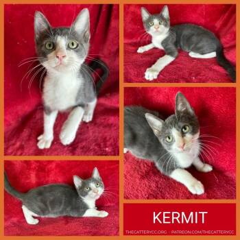 Kermit -  Domestic Short Hair Cat for Adoption in Corpus Christi, Texas - Kermit | PetCurious