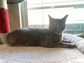 Rescue Dilute Calico and Russian Blue Cats for Adoption in Schertz, Texas - Posh Spice | PetCurious