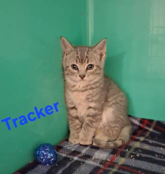 Tracker -  Domestic Medium Hair Cat for Adoption in Lynchburg, Tennessee - Tracker | PetCurious