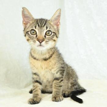 Popcorn -  Domestic Short Hair Cat for Adoption in Mobile, Alabama - Popcorn | PetCurious