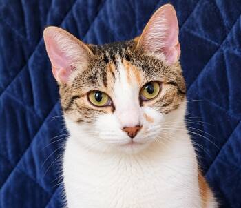 Luna -  Calico Cat for Adoption in Fresno, California - Luna | PetCurious