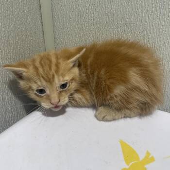 Domestic Short Hair Cats Available for Adoption - Tyler | PetCurious