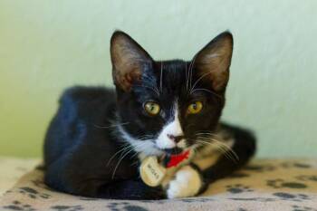 Migas -  Domestic Short Hair Cat for Adoption in Hot Springs, Arkansas - Migas | PetCurious