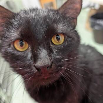 Domestic Short Hair Cats Available for Adoption in Calverton, New York - Wilkie | PetCurious