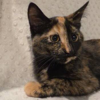 Cinder -  Domestic Short Hair Cat for Adoption in Lauderdale, Minnesota - Cinder | PetCurious