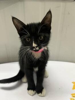 A228200 -  Domestic Short Hair Cat for Adoption in Woodland, California - A228200 | PetCurious