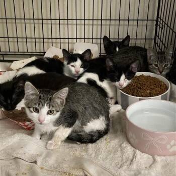 Roxanne -  Domestic Short Hair Cat for Adoption in Hawthorne, California - Roxanne | PetCurious