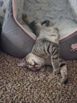 Ladybug -  Domestic Short Hair Cat for Adoption in Shawnee, Kansas - Ladybug | PetCurious