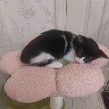 Paprika -  Domestic Short Hair Cat for Adoption in Tampa, Florida - Paprika | PetCurious