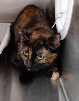 Mileena -  Domestic Short Hair Cat for Adoption in Clarksville, Tennessee - Mileena | PetCurious