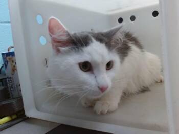 FLUFFUMS -  Domestic Medium Hair and Domestic Short Hair Cat for Adoption in Albuquerque, New Mexico - FLUFFUMS | PetCurious