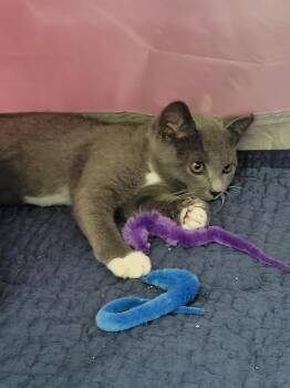Quinn -  Domestic Short Hair Cat for Adoption in Salisbury, North Carolina - Quinn | PetCurious