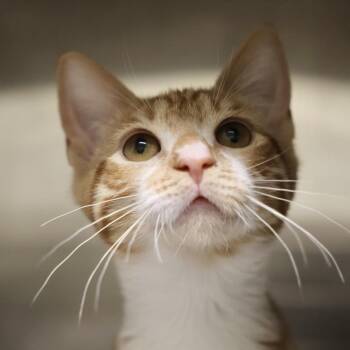 Bullwinkle -  Domestic Short Hair Cat for Adoption in Briarcliff Manor, New York - Bullwinkle | PetCurious