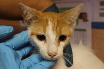 MANDARIN -  Domestic Short Hair Cat for Adoption in Columbia, South Carolina - MANDARIN | PetCurious