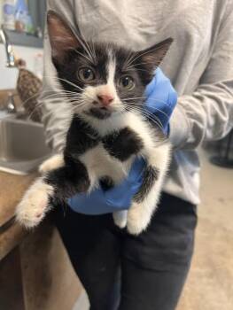 CORAL -  Domestic Short Hair Cat for Adoption in Tallahassee, Florida - CORAL | PetCurious
