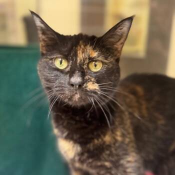 Harlan -  Domestic Short Hair Cat for Adoption in York, Pennsylvania - Harlan | PetCurious