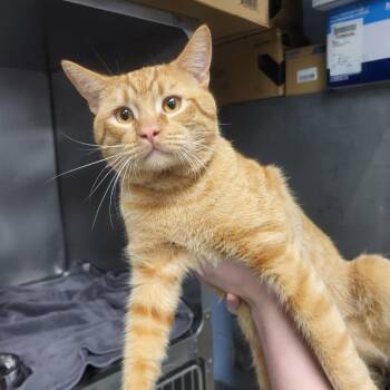 Big Sexy -  Domestic Short Hair Cat for Adoption in Martinsville, Virginia - Big Sexy | PetCurious