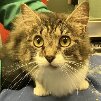 Stray 07/01/26 A64920 -  Domestic Medium Hair Cat for Adoption in Keizer, Oregon - Stray 07/01/26 A64920 | PetCurious