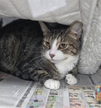 Damon -  Domestic Short Hair Cat for Adoption in Largo, Florida - Damon | PetCurious