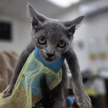 Kittery -  Domestic Short Hair Cat for Adoption in Incline Village, Nevada - Kittery | PetCurious