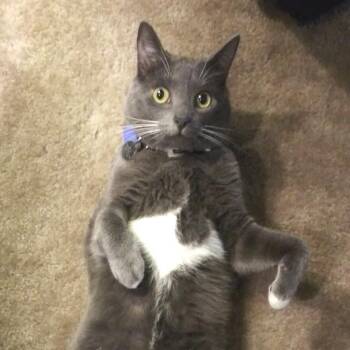 Beans -  Domestic Short Hair Cat for Adoption in York, Pennsylvania - Beans | PetCurious
