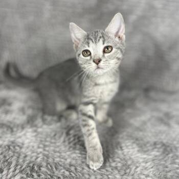 Primrose - Andrea foster -  Domestic Short Hair Cat for Adoption in Social Circle, Georgia - Primrose - Andrea Foster | PetCurious