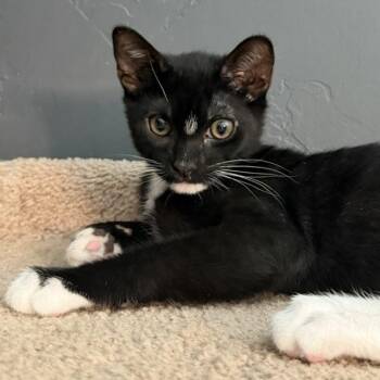 Hot Dog -  Domestic Short Hair Cat for Adoption in Fresno, California - Hot Dog | PetCurious