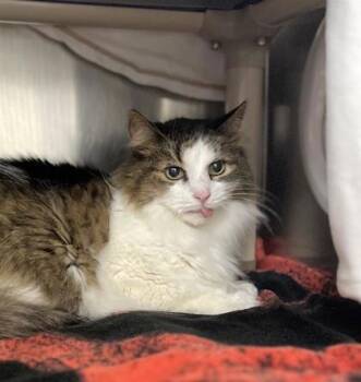 Yanis -  Domestic Short Hair Cat for Adoption in Montreal, Quebec - Yanis | PetCurious