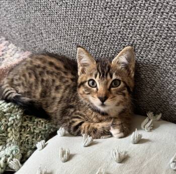 Rescue Domestic Short Hair Cats for Adoption in Sherwood, Oregon - Lil Poundcake | PetCurious