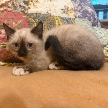 Jasmine -  Domestic Short Hair and Siamese Cat for Adoption in Lewisville, Texas - Jasmine | PetCurious