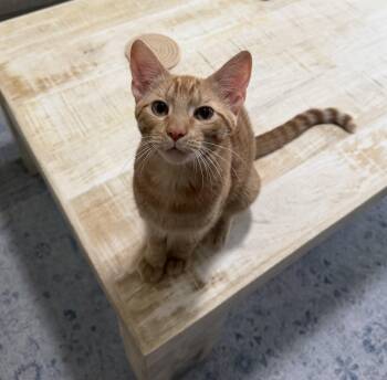 Elliott -  Tabby Cat for Adoption in Mount Pleasant, South Carolina - Elliott | PetCurious