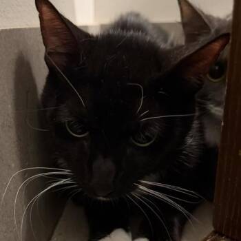 Mark -  Domestic Short Hair Cat for Adoption in Las Vegas, Nevada - Mark | PetCurious