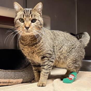 Domestic Short Hair Cats Available for Adoption - Hank | PetCurious