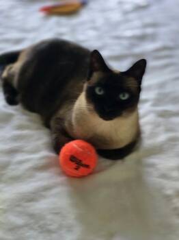 Sparkle -  Domestic Short Hair Cat for Adoption in West Palm Beach, Florida - Sparkle | PetCurious