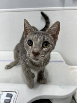 Rescue Domestic Short Hair Cats for Adoption in West Chester, Pennsylvania - Bebe | PetCurious