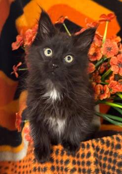 6/15/26 Dandelion -  Domestic Medium Hair Cat for Adoption in Stillwater, Oklahoma - 6/15/26 Dandelion | PetCurious