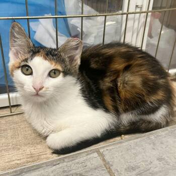 Phyllis -  Domestic Short Hair Cat for Adoption in Woodinville, Washington - Phyllis | PetCurious