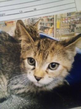 Martha -  Domestic Short Hair Cat for Adoption in Williamsburg, Virginia - Martha | PetCurious