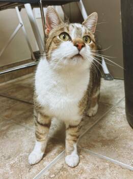 Domestic Short Hair and Manx Cats Available for Adoption - Stubbie  | PetCurious